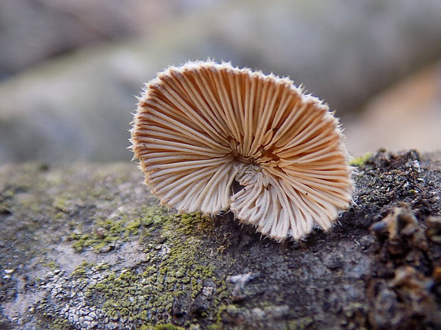 klanolupeňovka obyčajná Schizophyllum commune Fr.