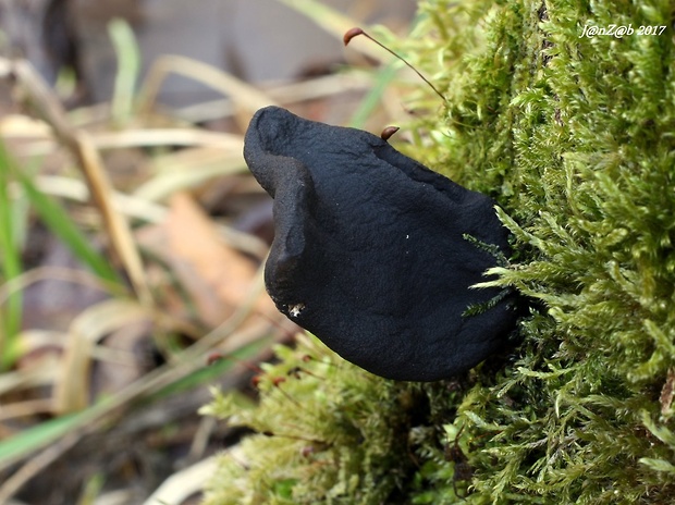 drevnatec Xylaria sp.