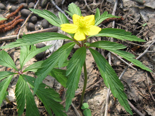 veternica iskerníkovitá Anemone ranunculoides L.