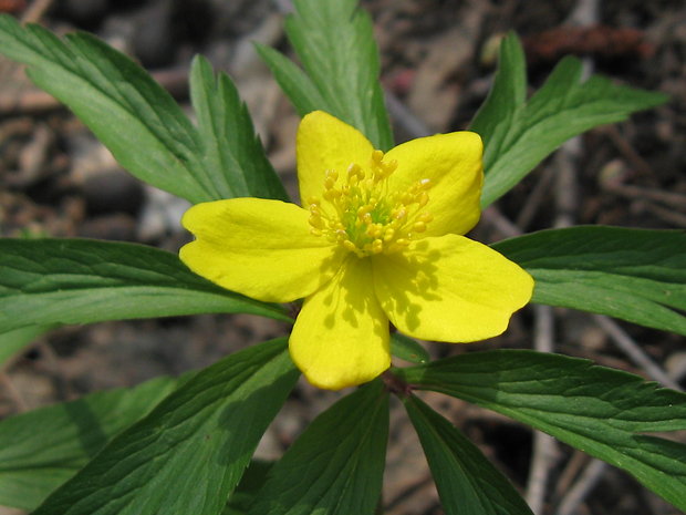 veternica iskerníkovitá Anemone ranunculoides L.