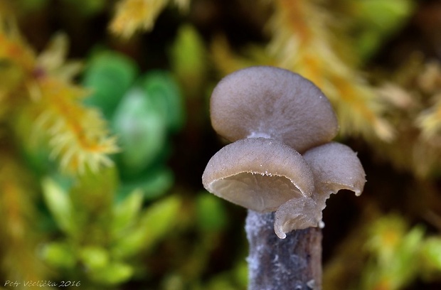 rebrovička Arrhenia lobata (Pers.) Kühner & Lamoure ex Redhead