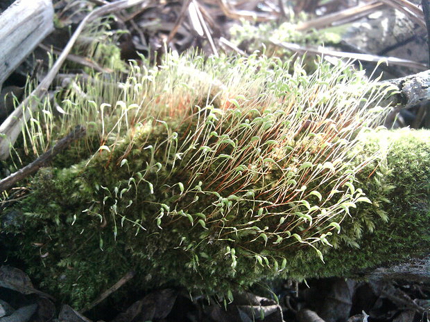 bankovec hrboľatý Brachythecium salebrosum (F. Weber et D. Mohr) B. S. G.