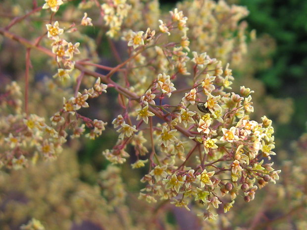 škumpa vlasatá Cotinus coggygria Scop.