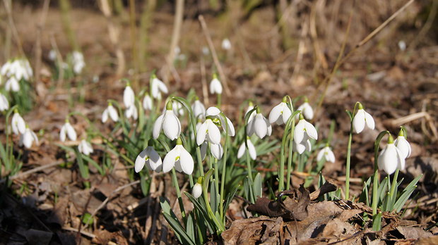 snežienka jarná Galanthus nivalis L.