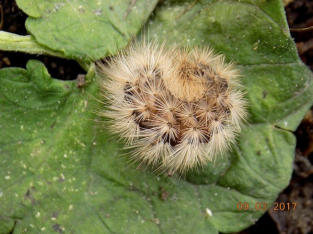 spriadač štiavcový  Phragmatobia fuliginosa