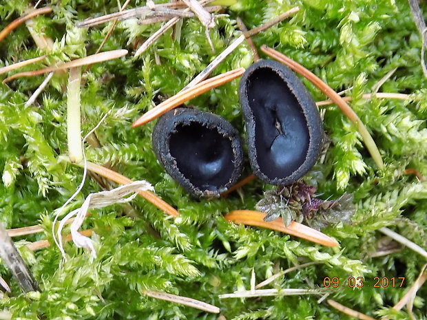 misôčka černastá Pseudoplectania nigrella (Pers.) Fuckel