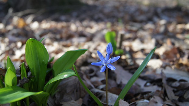 scila viedenská Scilla vindobonensis Speta