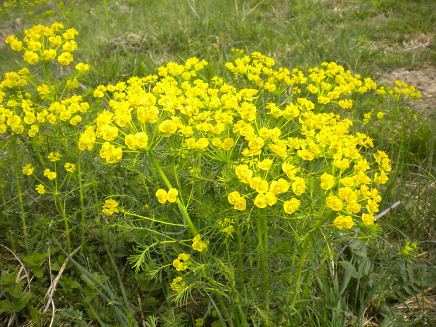 mliečnik chvojkový Tithymalus cyparissias (L.) Scop.