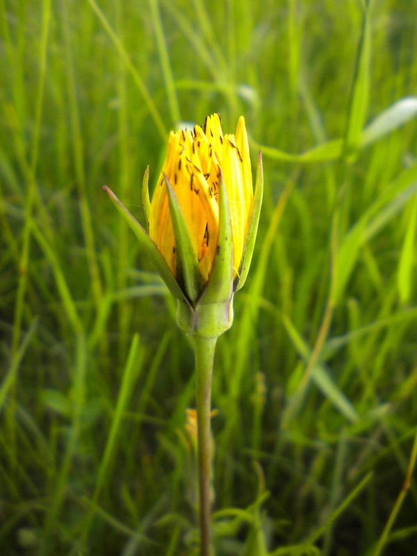 kozobrada Tragopogon sp. L.