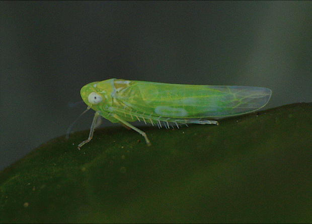 cikádočka lúčna Emelyanoviana mollicula  Cicadellidae