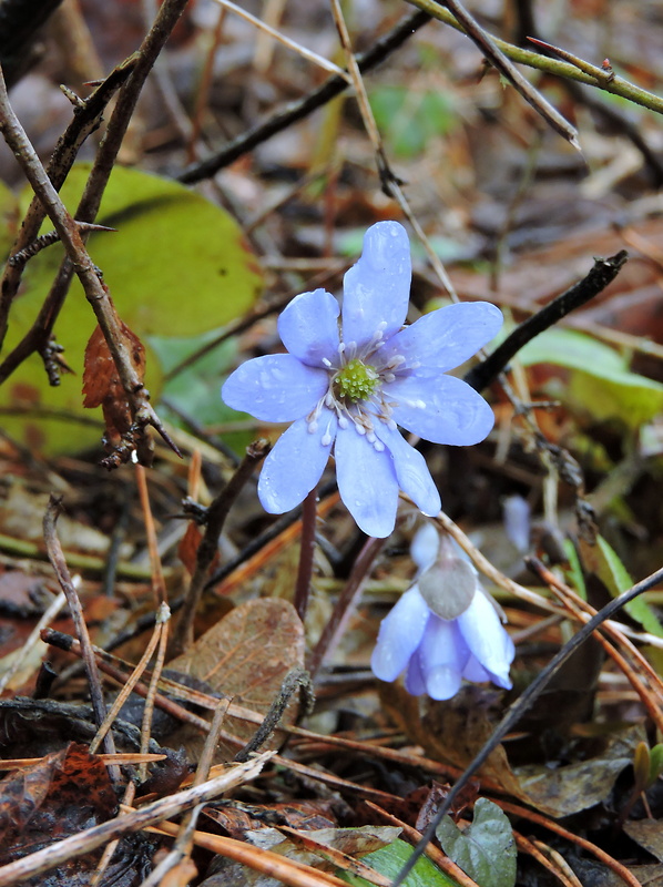 pečeňovník trojlaločný Hepatica nobilis Schreb.