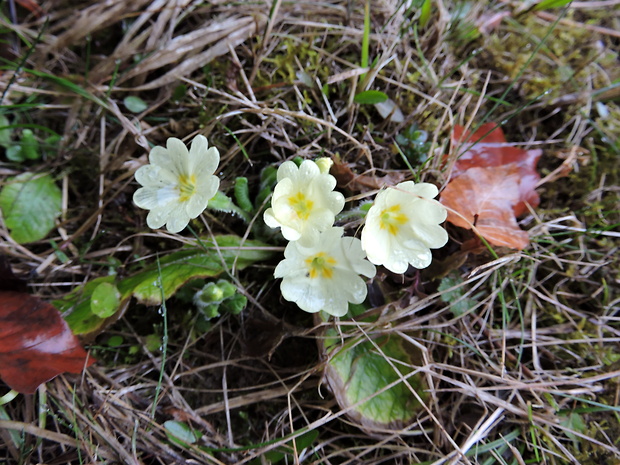 prvosienka bezbyľová Primula acaulis (L.) L.