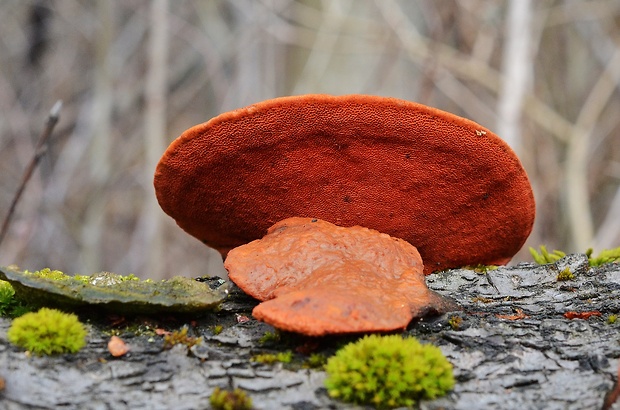 červenica rumelková Pycnoporus cinnabarinus (Jacq.) P. Karst.