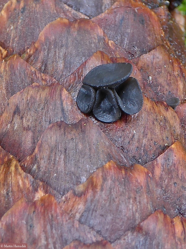 jahňadka smreková Rutstroemia bulgarioides (P. Karst.) P. Karst.