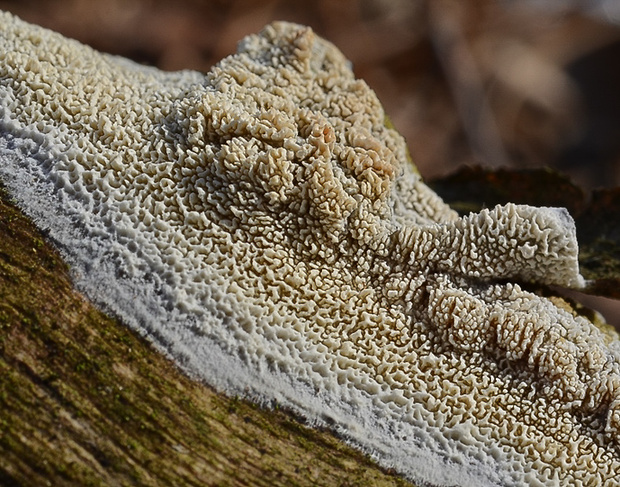 klanopórovka Schizopora sp.