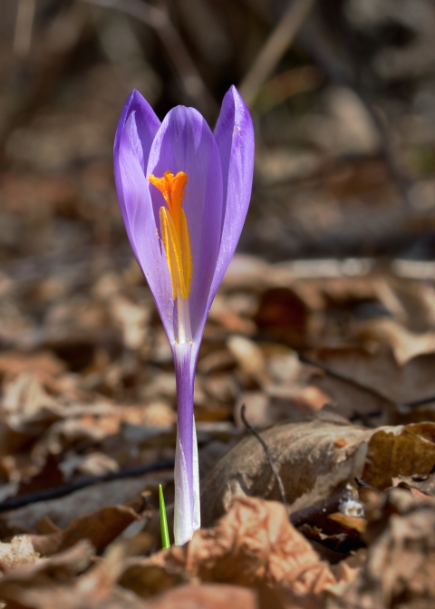 šafran spišský Crocus discolor G. Reuss