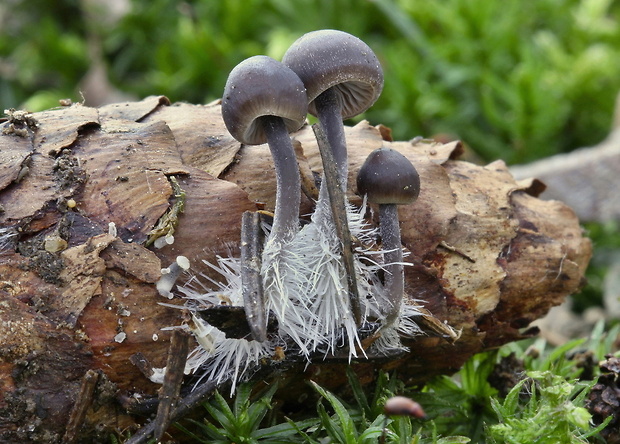 prilbička šišková Mycena strobilicola J. Favre & Kühner