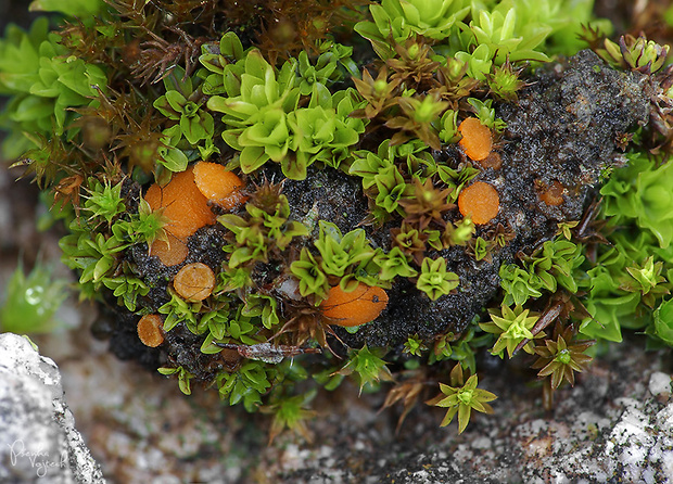 kvapka Octospora coccinea (P. Crouan & H. Crouan) Brumm.