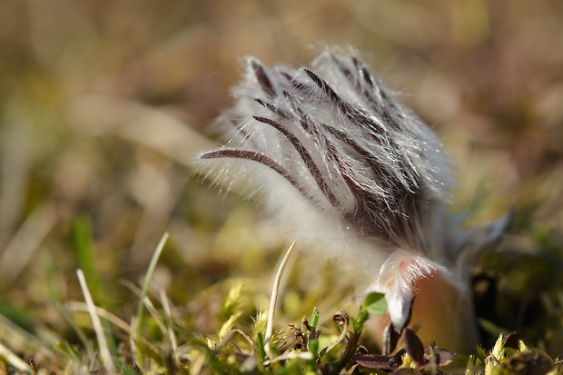 poniklec lúčny český  Pulsatilla pratensis subsp. nigricans