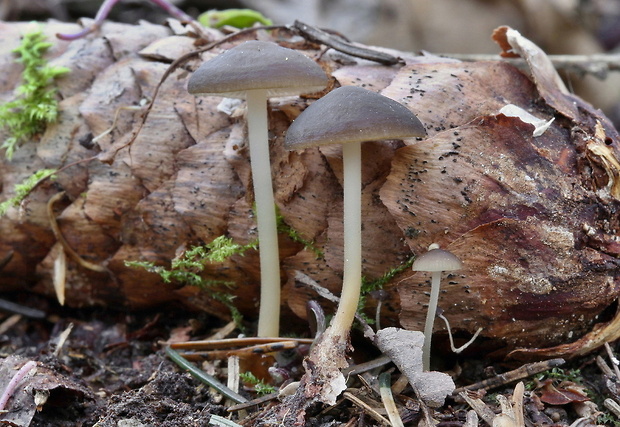 peniazočka smreková Strobilurus esculentus (Wulfen) Singer