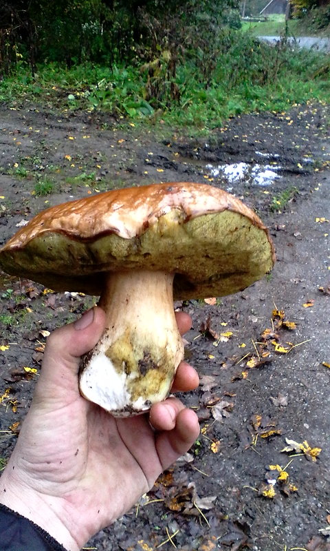 hríb smrekový Boletus edulis Bull.