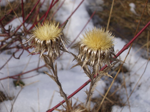 krasovlas obyčajný Carlina vulgaris L.