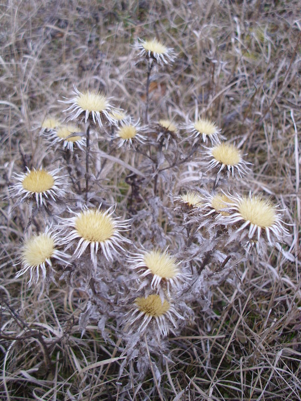 krasovlas obyčajný Carlina vulgaris L.