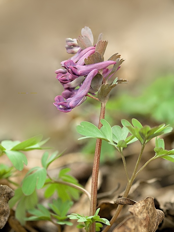 chochlačka plná Corydalis solida (L.) Clairv.