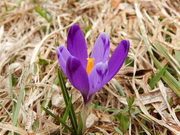 šafran spišský Crocus discolor G. Reuss