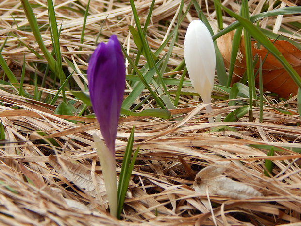 šafran spišský Crocus discolor G. Reuss