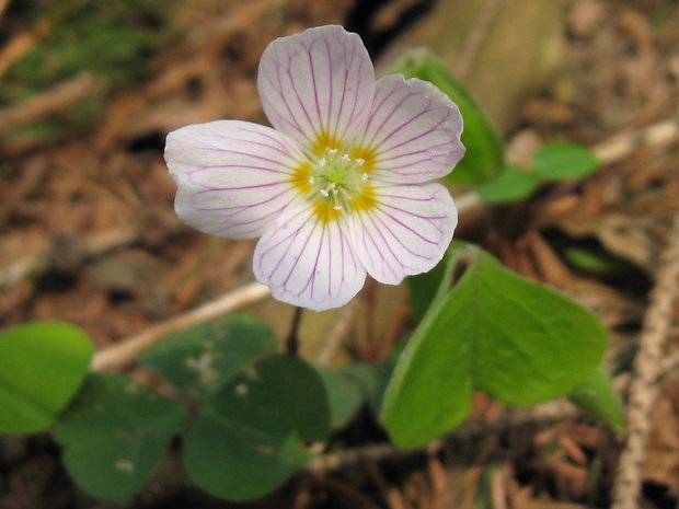 kyslička obyčajná Oxalis acetosella L.