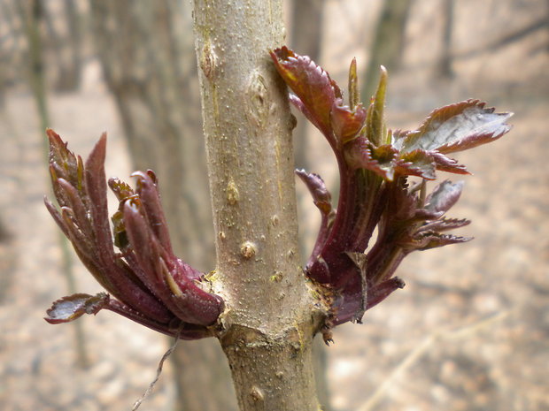 baza čierna Sambucus nigra L.