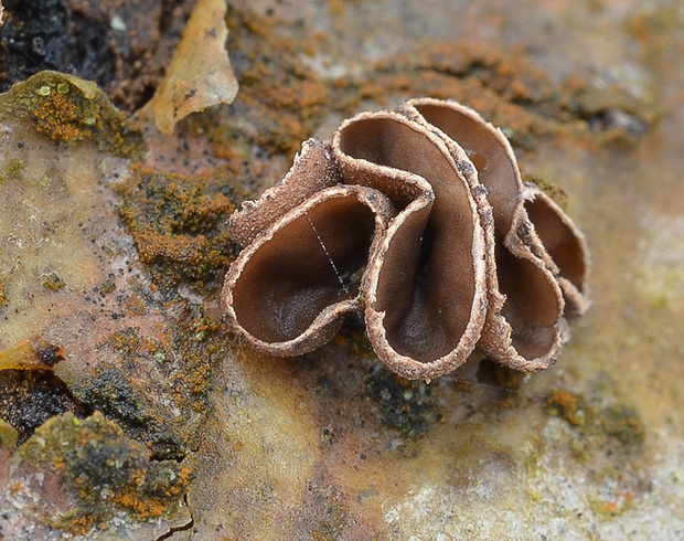 dutinovka lužná Sclerencoelia fascicularis (Alb. & Schwein.) P. Karst.