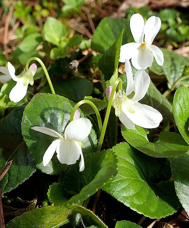 fialka voňavá albína Viola odorata L.