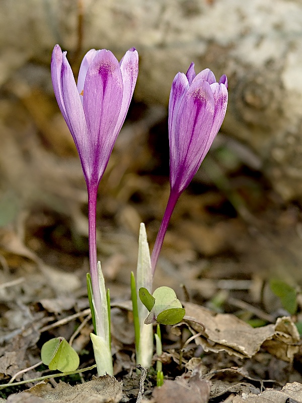 šafran spišský Crocus discolor G. Reuss