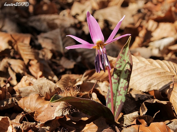 kandik psí Erythronium dens-canis L.