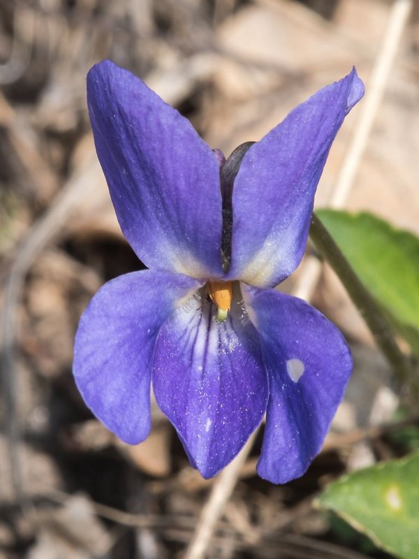 fialka lesná Viola reichenbachiana Jord. ex Boreau