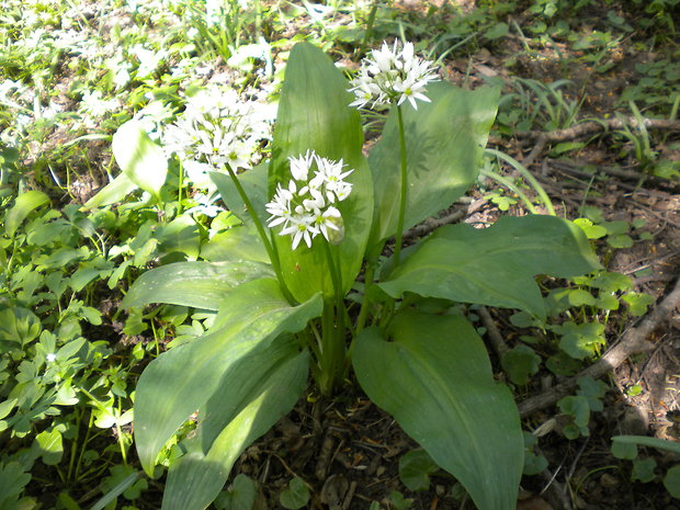 cesnak medvedí Allium ursinum L.