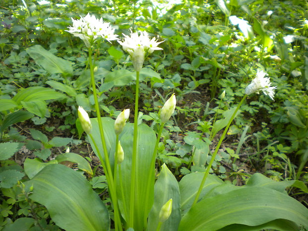 cesnak medvedí Allium ursinum L.