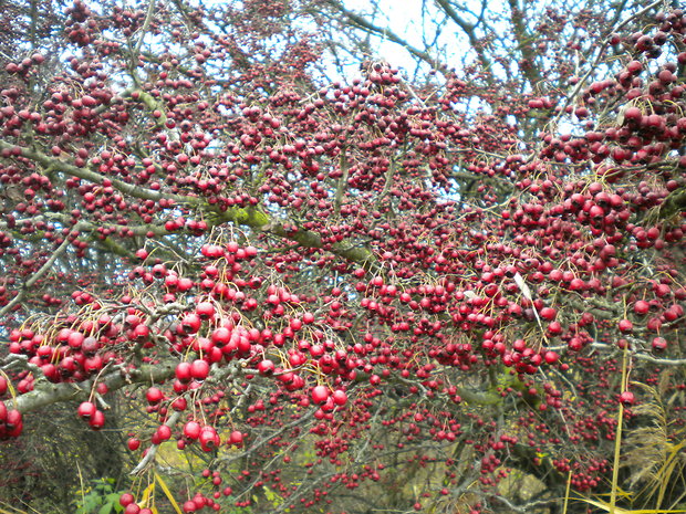 hloh obyčajný Crataegus laevigata (Poir.) DC.