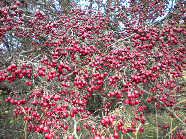 hloh obyčajný Crataegus laevigata (Poir.) DC.