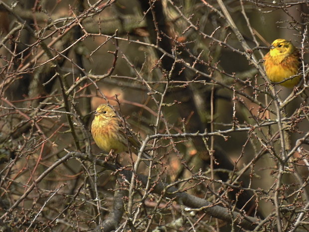 strnádka obyčajná Emberiza citrinella