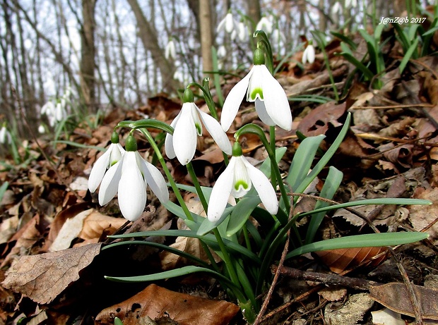 snežienka jarná Galanthus nivalis L.