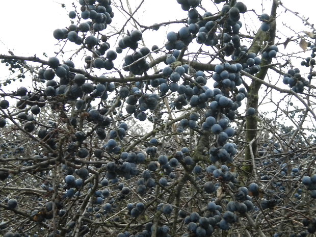 trnka obyčajná Prunus spinosa L.