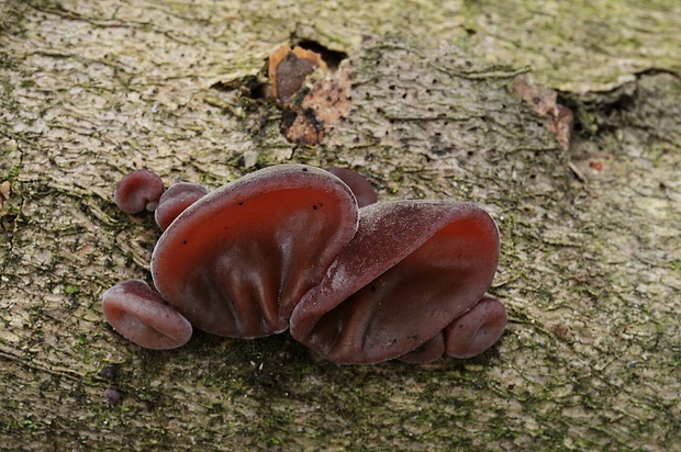 uchovec bazový Auricularia auricula-judae (Bull.) Quél.