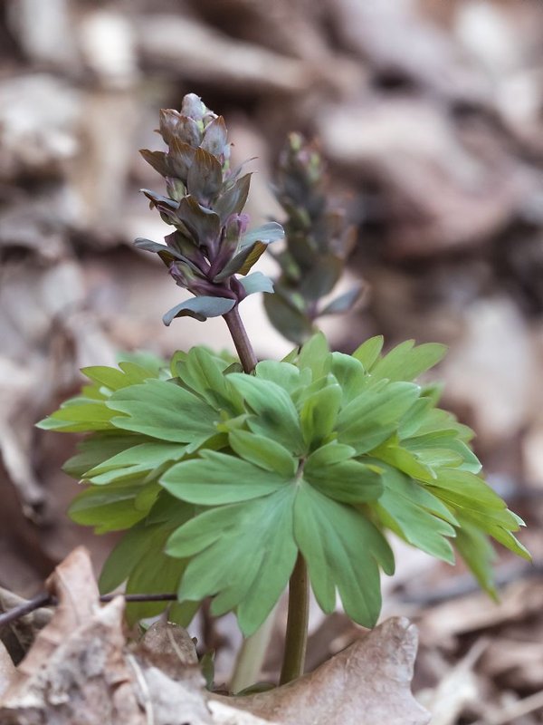 chochlačka dutá Corydalis cava (L.) Schweigg. et Körte