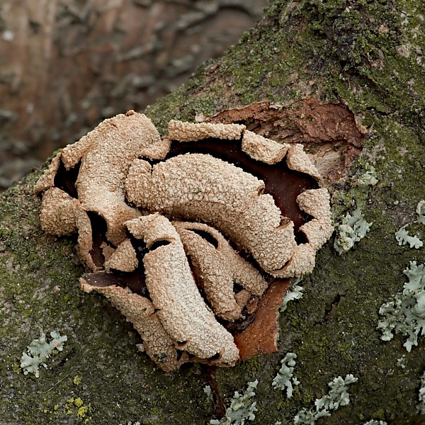 dutinovka otrubnatá Encoelia furfuracea (Roth) P. Karst.