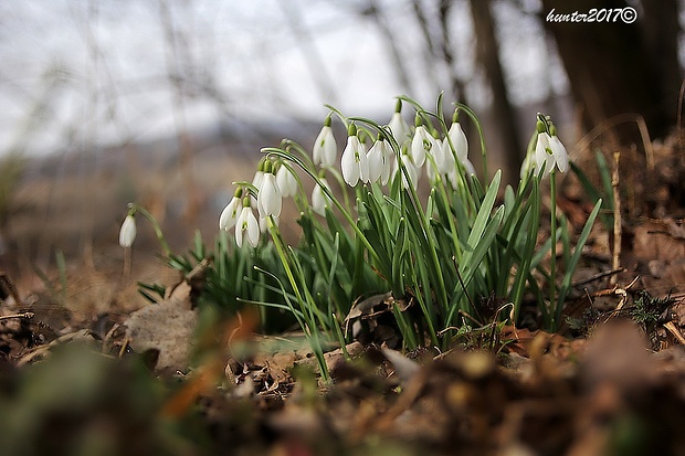 snežienka jarná Galanthus nivalis L.