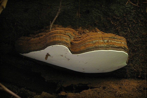lesklokôrovka Ganoderma australe cf.