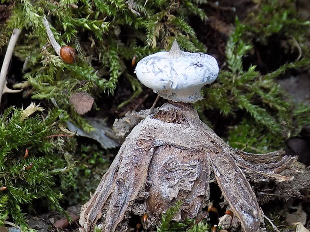 hviezdovka golierikovitá Geastrum striatum DC.